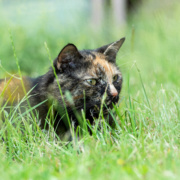 Gesunde BARF Katze liegt im Gras