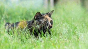 Gesunde BARF Katze liegt im Gras
