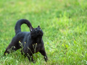 Gesunde BARF Katze steht im Gras
