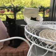 Schwarze Katzen auf Stühlen