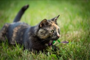 Gesunde BARF Katze im Grünen
