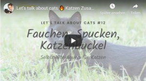 BARF Katze im Gras mit Videotitel