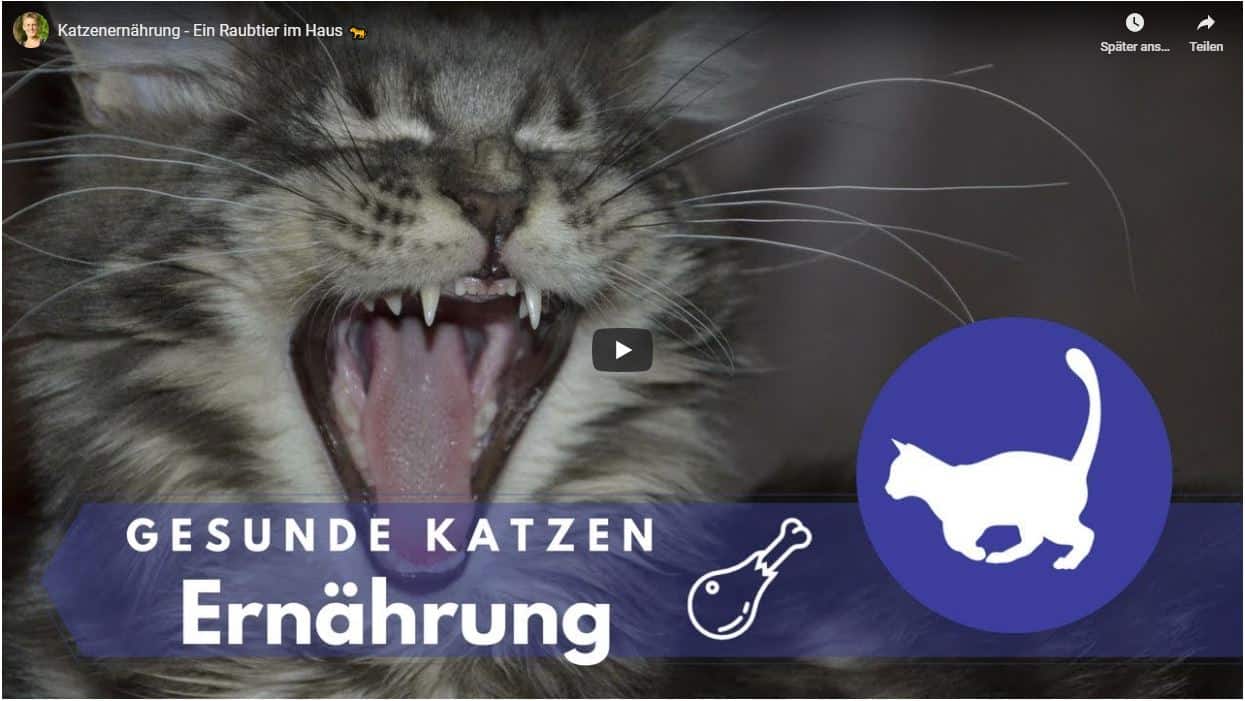 Ernährungsberatung für Katze - Bild mit YouTube Link