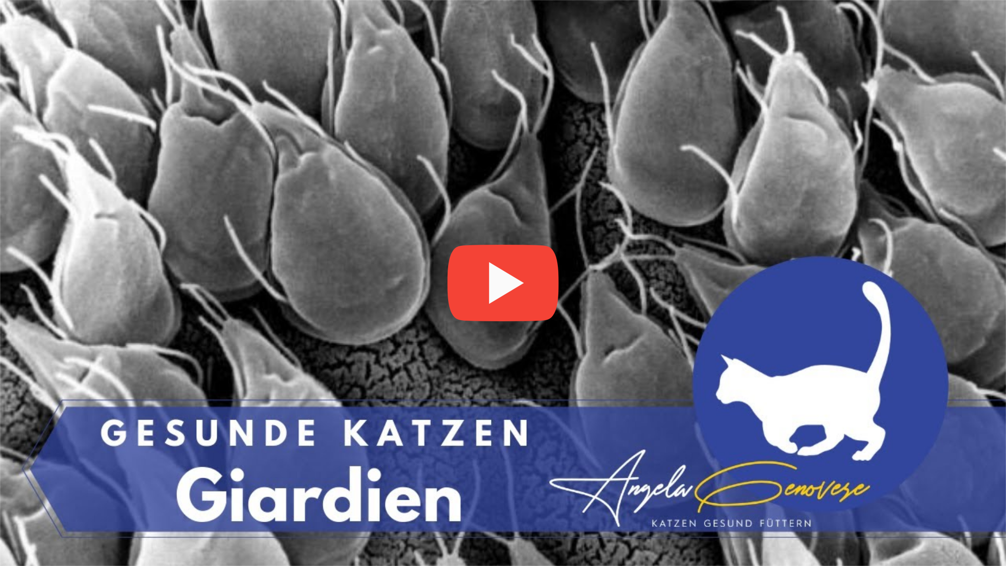 Giardien katze dauer. Giardia parasite symptoms - A paraziták gyors és hatékony eltávolítása