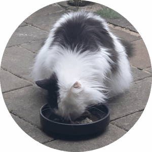 BARF für Katzen - Flauschi futtert