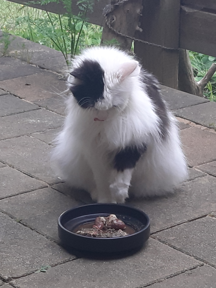 Flauschi hat einen BARF Napf